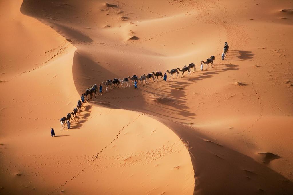 Camel Experiences — 3