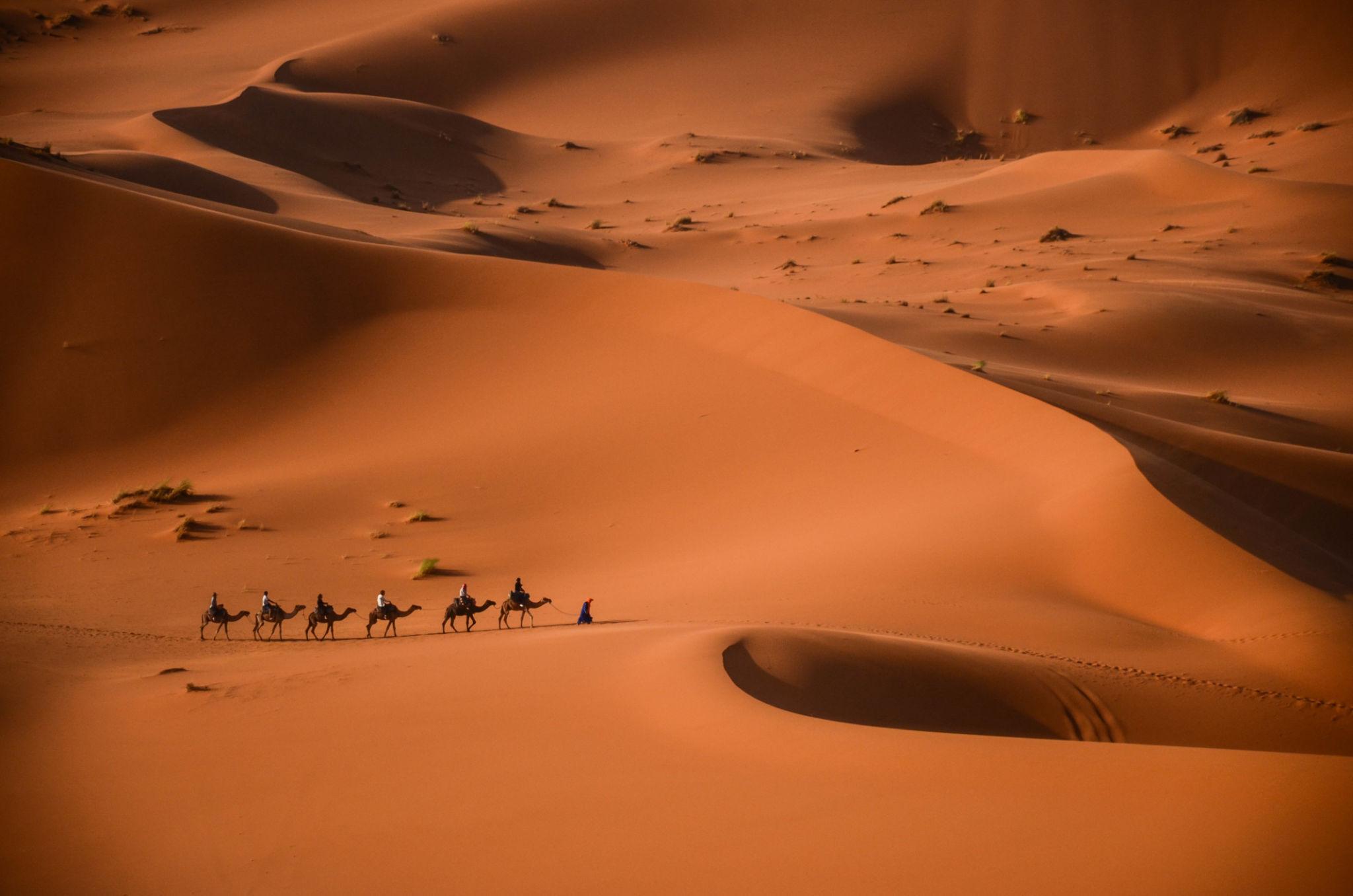 Camel Experiences — 5